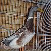 Overberger ente blau wildfarbig